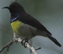 Newton's Sunbird