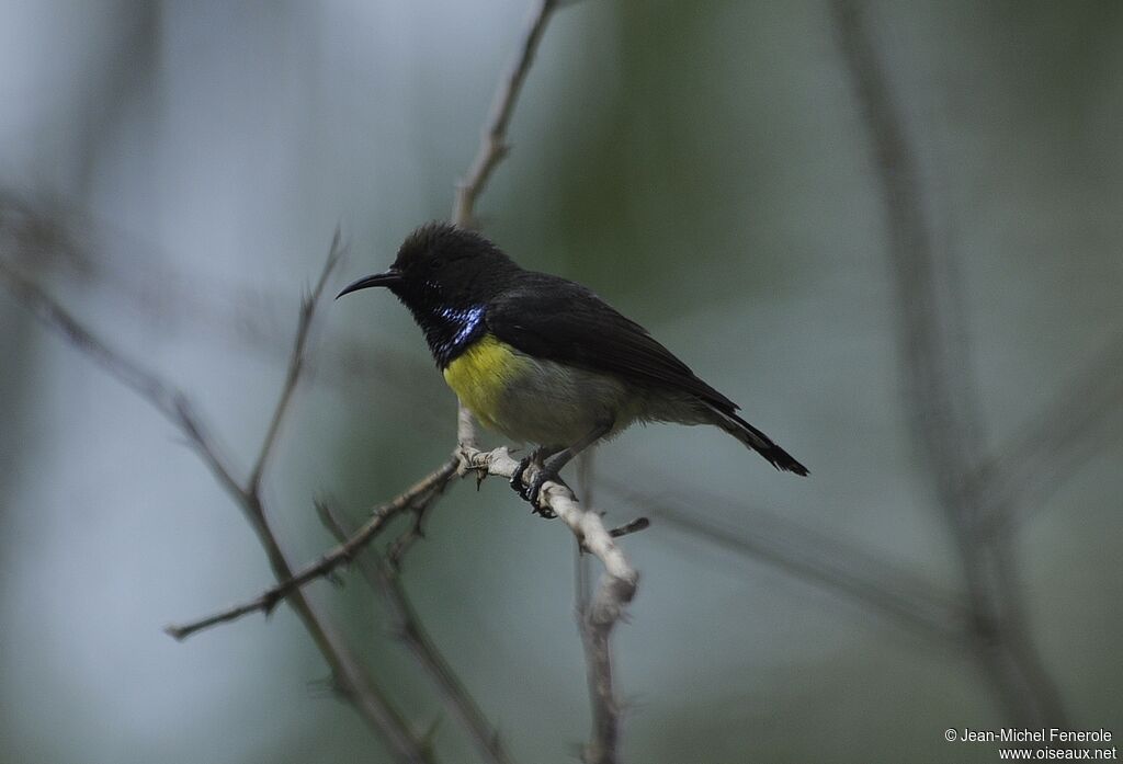 Newton's Sunbird