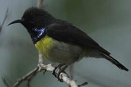 Newton's Sunbird