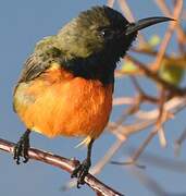 Flame-breasted Sunbird