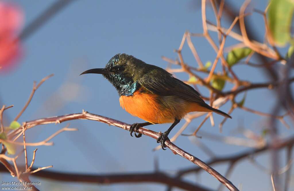 Flame-breasted Sunbird, identification