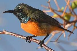 Flame-breasted Sunbird