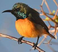 Flame-breasted Sunbird