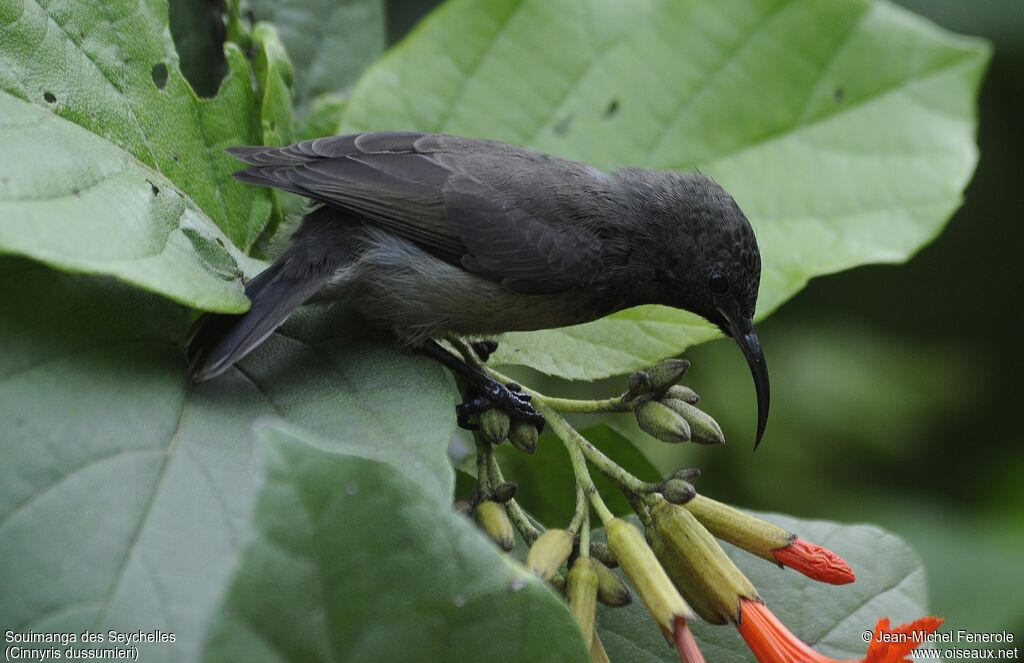 Seychelles Sunbird