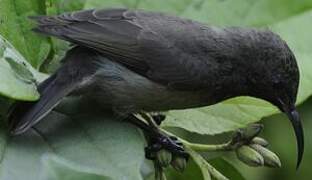 Seychelles Sunbird