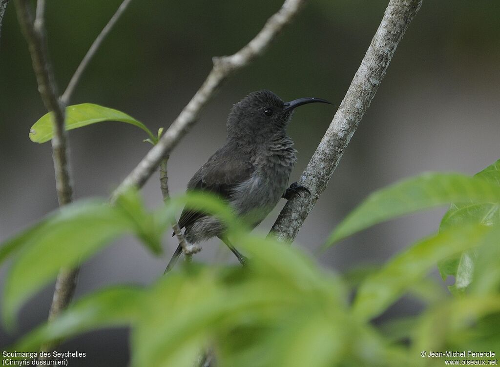 Seychelles Sunbird