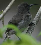 Seychelles Sunbird