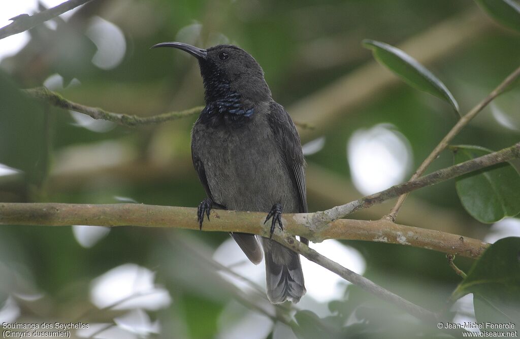 Seychelles Sunbird