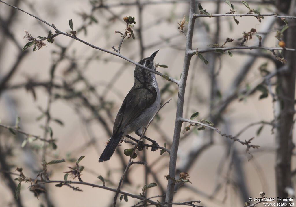 Eastern Violet-backed Sunbird female adult