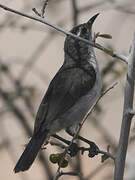 Eastern Violet-backed Sunbird