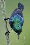 Tsavo Sunbird