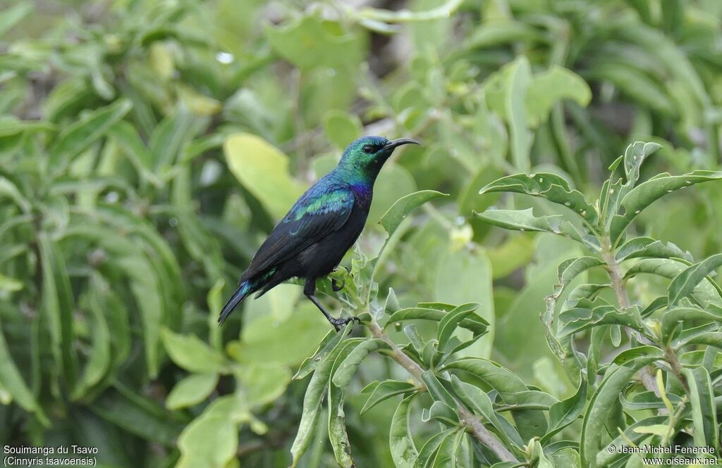 Tsavo Sunbird