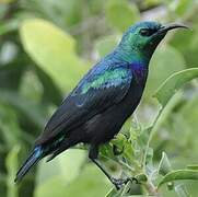 Tsavo Sunbird