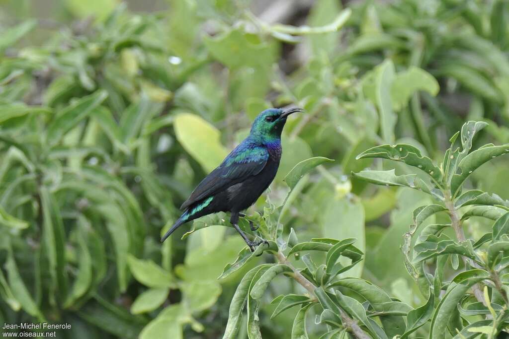 Tsavo Sunbird male adult, identification