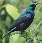 Tsavo Sunbird