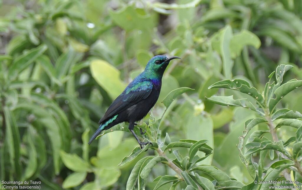 Tsavo Sunbird