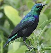 Tsavo Sunbird