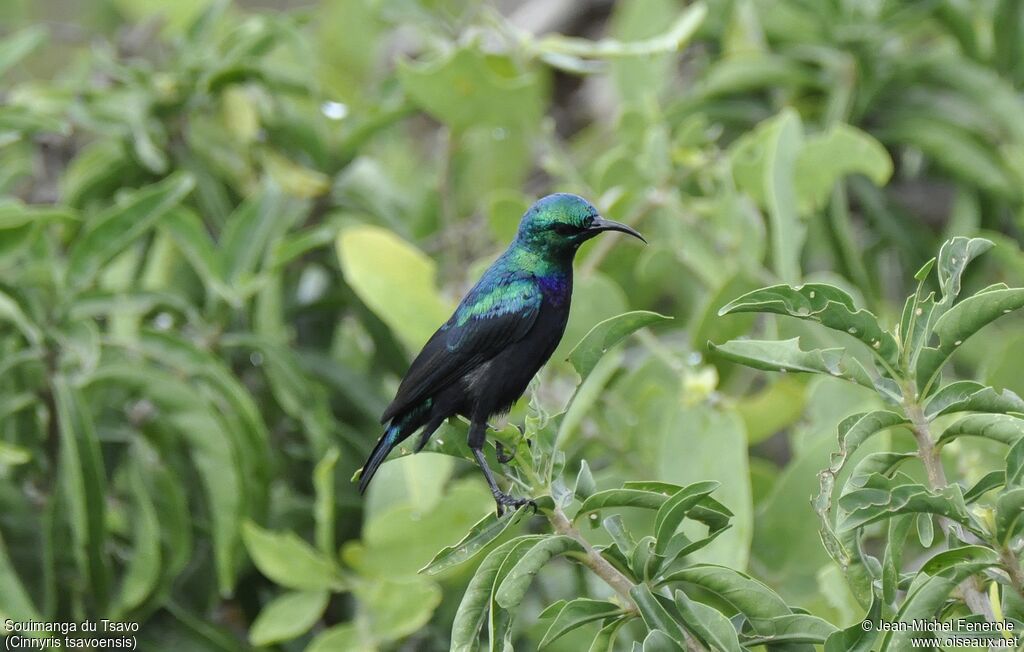 Tsavo Sunbird