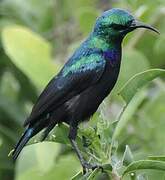 Tsavo Sunbird