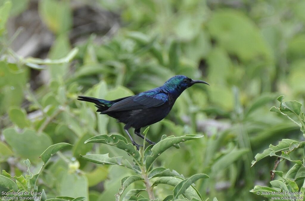 Tsavo Sunbird