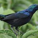 Souimanga du Tsavo