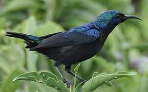 Tsavo Sunbird