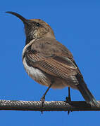 Dusky Sunbird