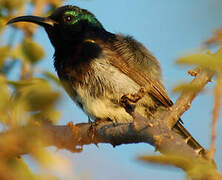 Souimanga Sunbird