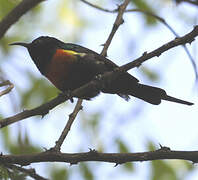 Black-bellied Sunbird