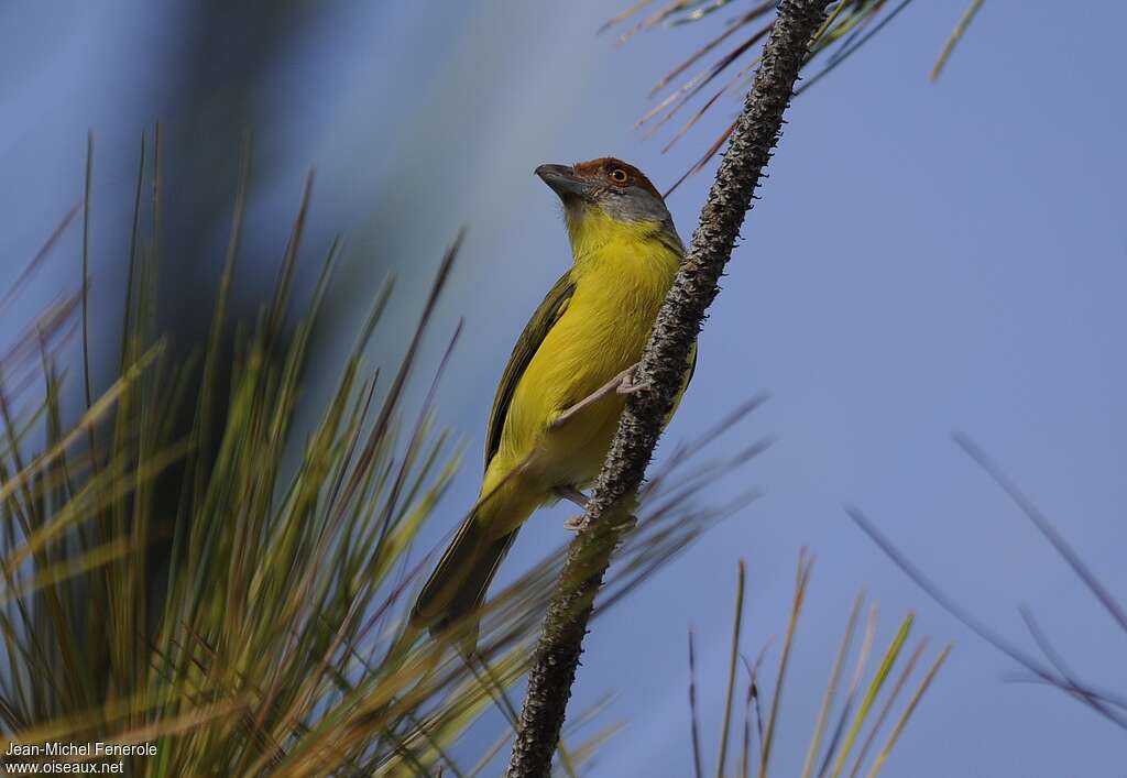 Rufous-browed Peppershrikeadult, pigmentation