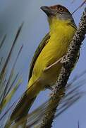 Rufous-browed Peppershrike