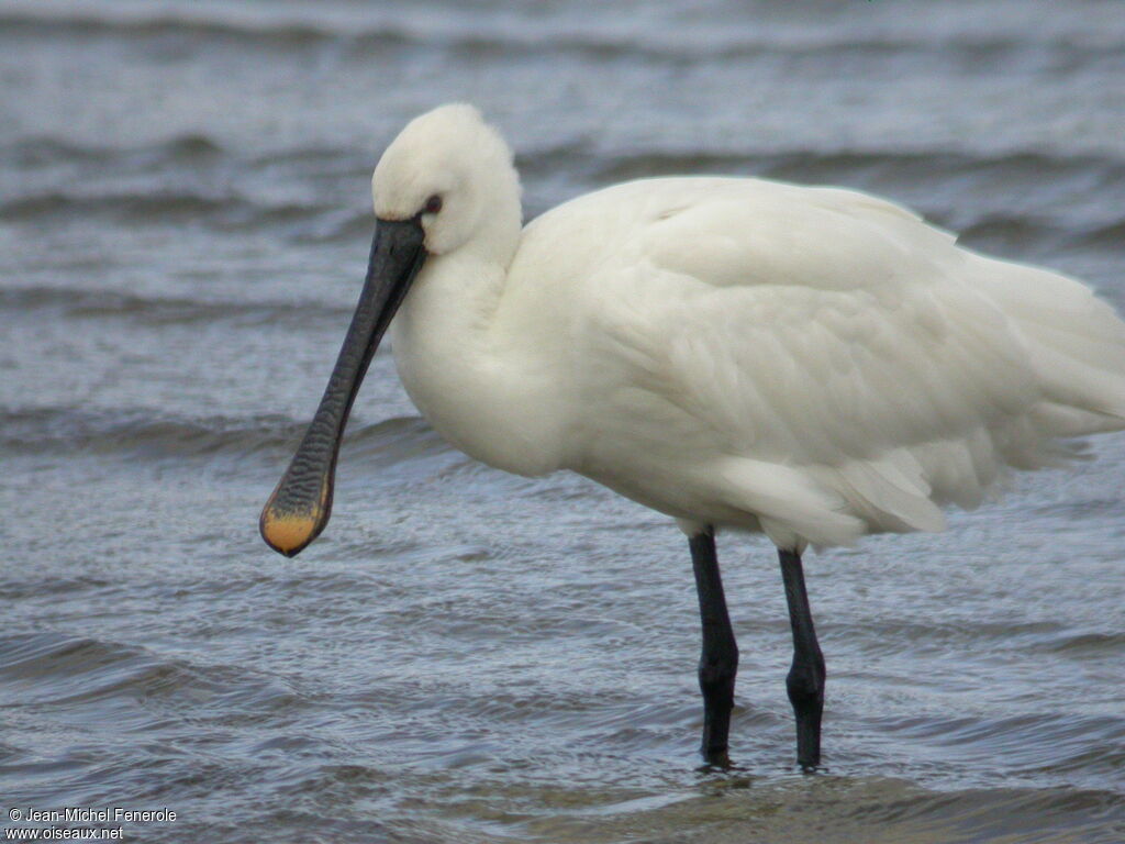 Spatule blanche