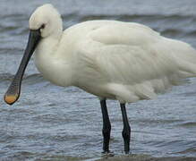 Eurasian Spoonbill