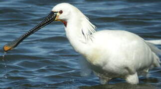 Eurasian Spoonbill