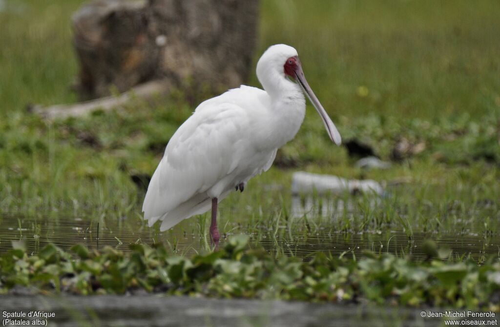 African Spoonbill