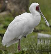 African Spoonbill