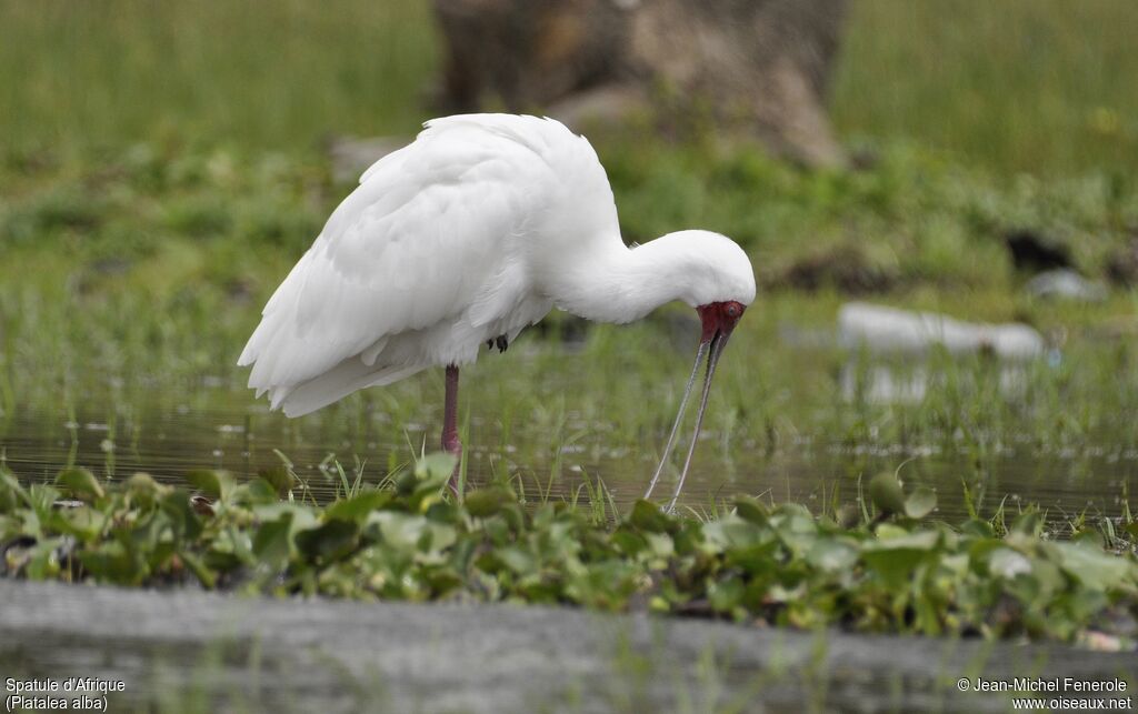 African Spoonbill