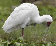 African Spoonbill