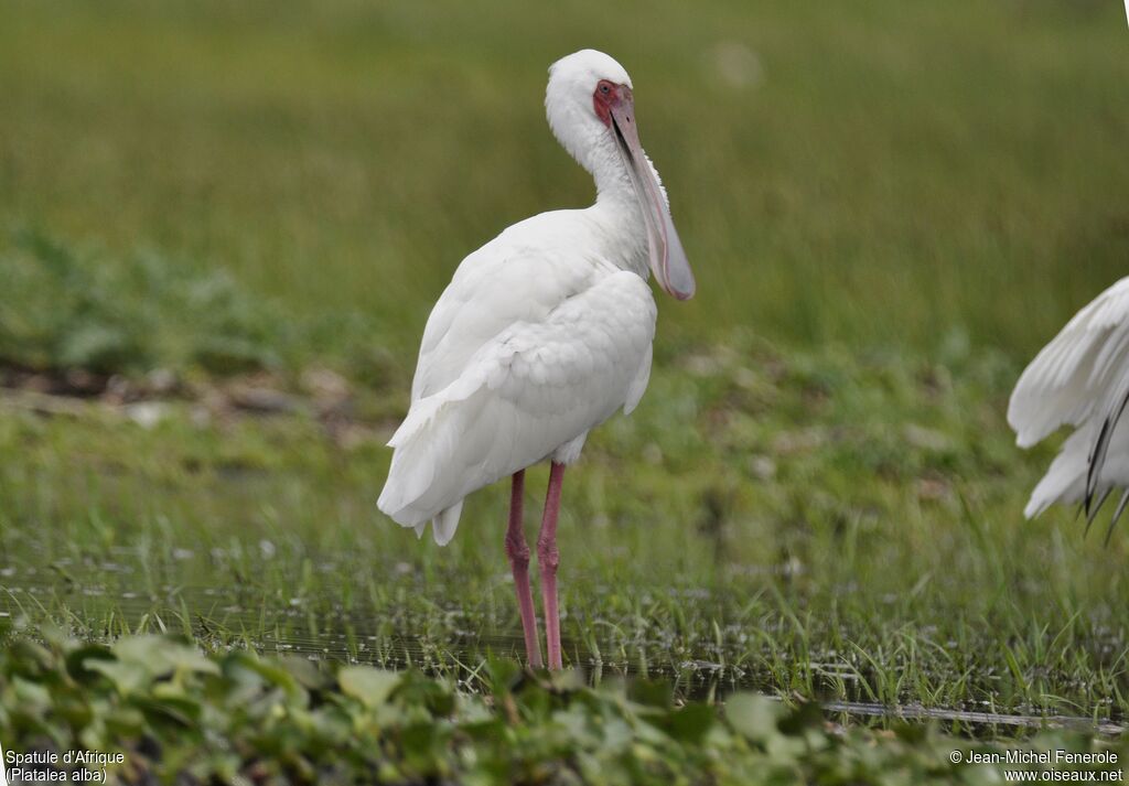 African Spoonbill