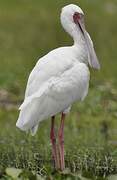 African Spoonbill