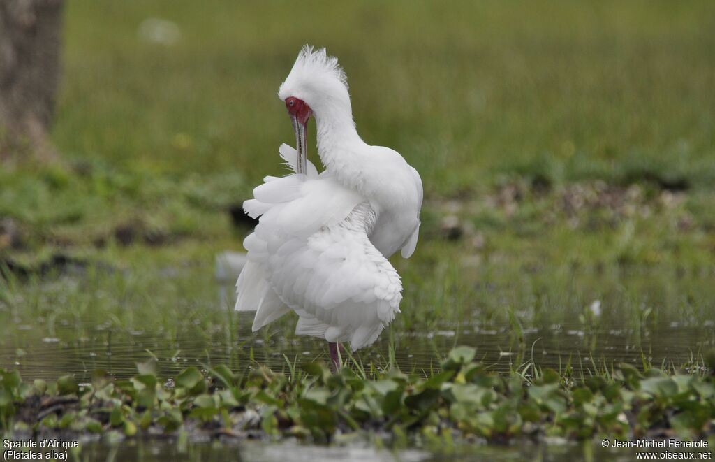 African Spoonbill