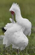 African Spoonbill