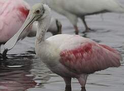 Roseate Spoonbill