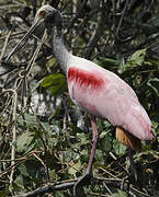 Roseate Spoonbill