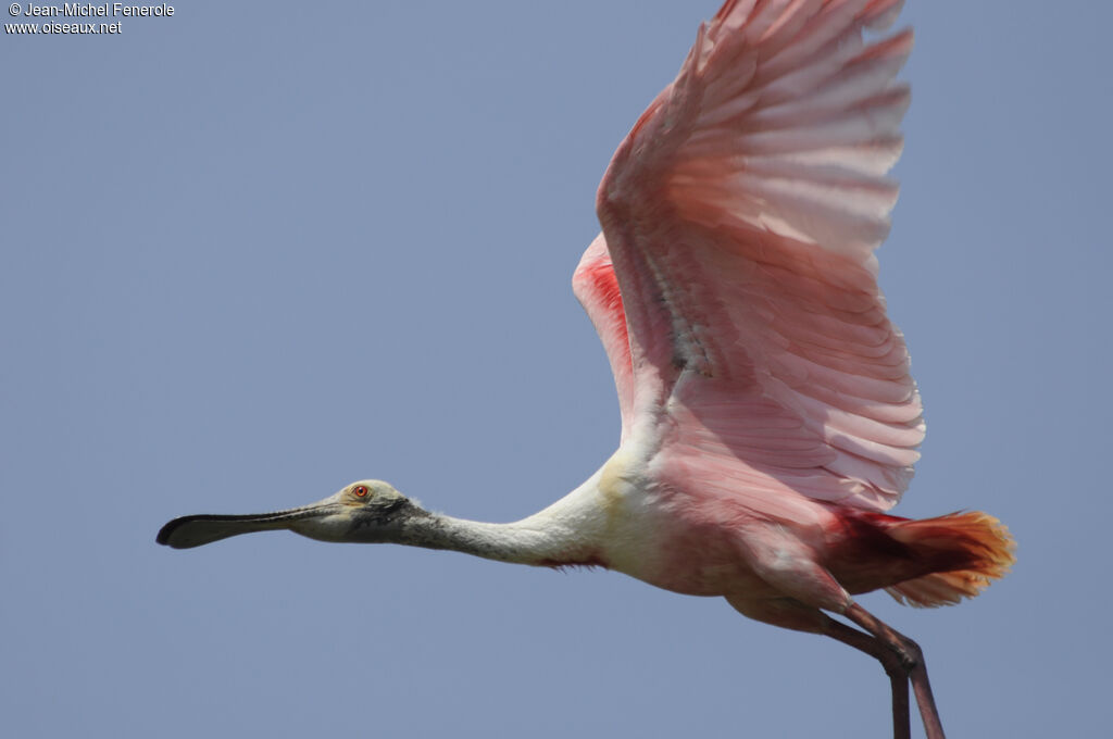 Roseate Spoonbilladult