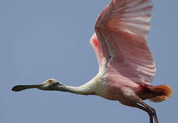 Roseate Spoonbill