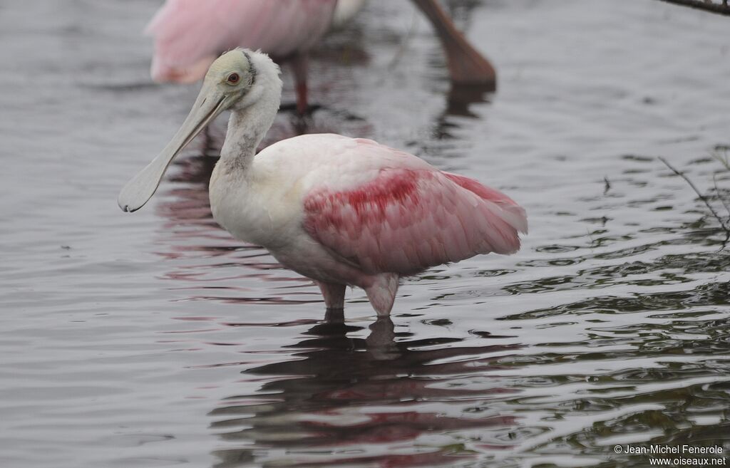 Roseate Spoonbill