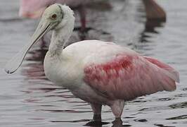 Roseate Spoonbill