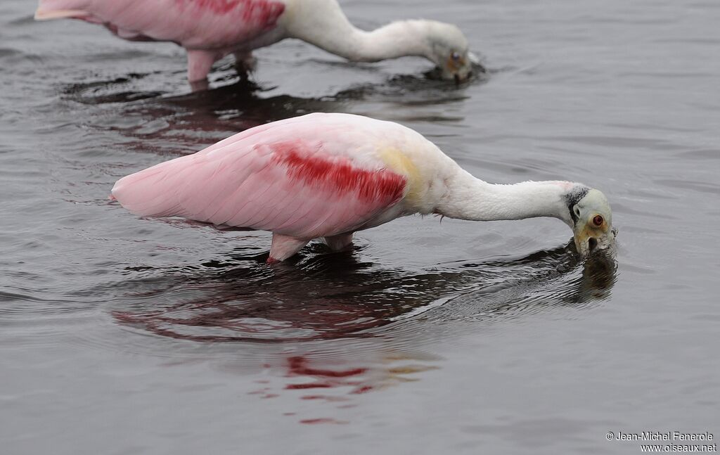 Roseate Spoonbill