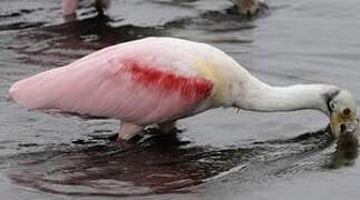 Roseate Spoonbill